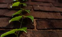 Vine Leaves Wall Bricks Macro