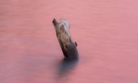 Water Log Pink Minimalism Nature