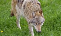 Wolf Animal Predator Glance