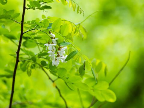 Acacia Flowers Leaves Branch Macro Green