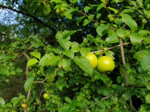 Apple-tree Apples Branch Leaves Macro Green