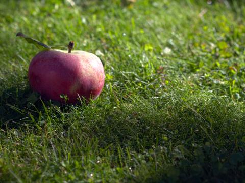 Apple Fruit Grass Macro