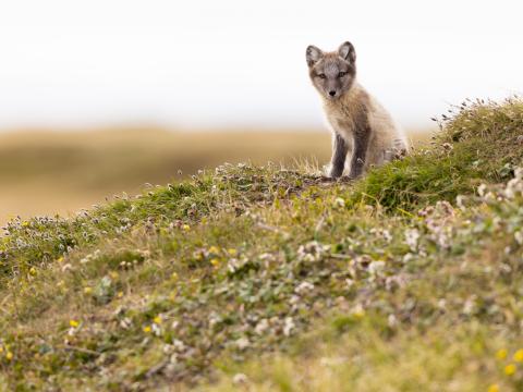 Arctic-fox Fox Animal Glance Wildlife