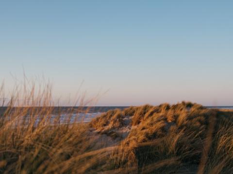 Beach Grass Sea Water Landscape