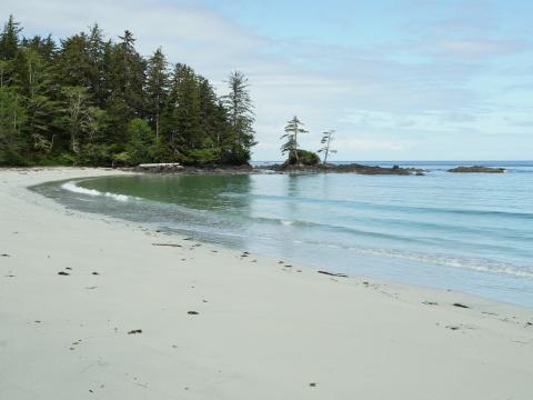 Beach Sand Sea Trees Landscape