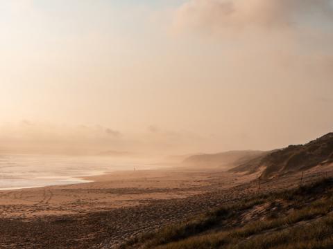 Beach Sea Fog Bird Landscape