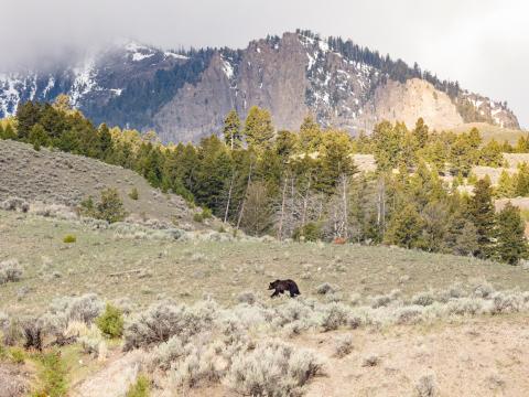 Bear Animal Mountains Trees Wildlife