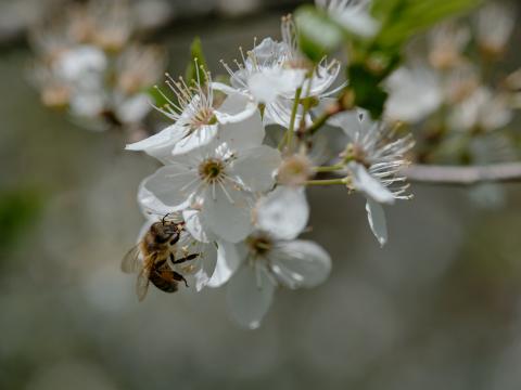 Bee Flowers Macro Spring