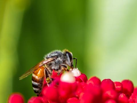 Bee Insect Flowers Macro Bright