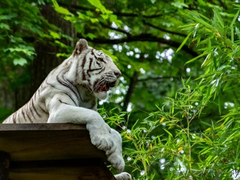 Bengal-tiger Tiger Predator Animal Big-cat Leaves