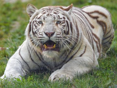 Bengal-tiger Tiger White Fangs Predator Animal