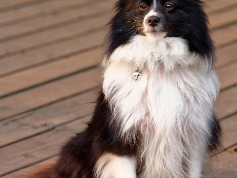 Border-collie Dog Pet Animal Furry