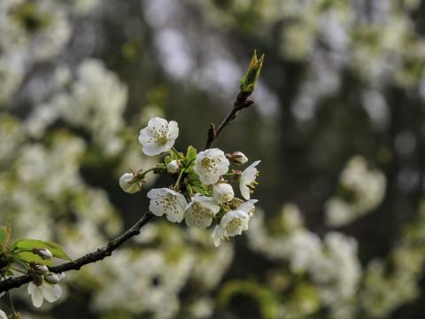 Branch Cherry Flowers Petals Macro