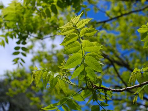 Branch Leaves Tree Macro Green