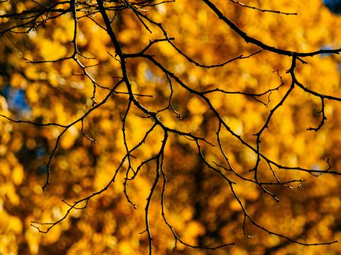 Branches Glare Macro Autumn Yellow