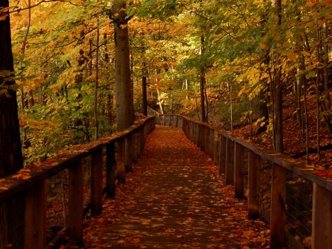 Bridge Forest Leaves Autumn Landscape