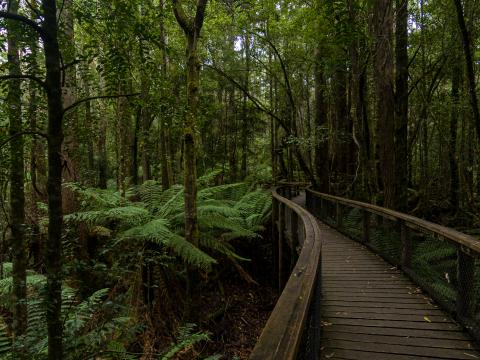 Bridge Trees Forest Nature