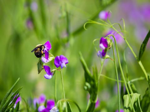 Bumblebee Flowers Plants Macro