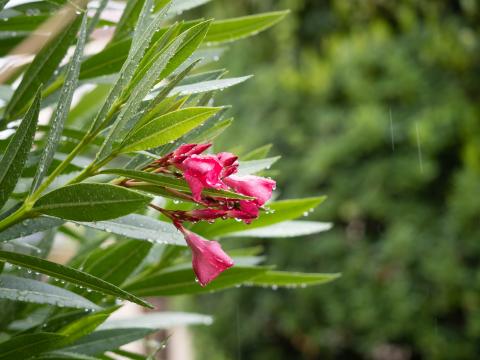 Bush Flower Petals Leaves Rain Drops Macro