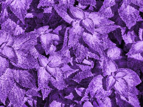 Bush Leaves Macro Purple