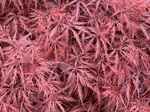 Bush Leaves Pink Macro