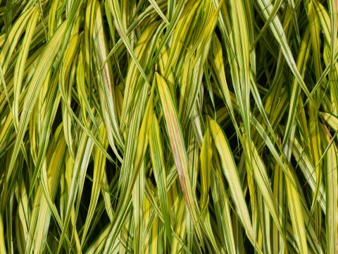 Bush Leaves Plant Macro Green