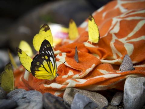 Butterflies Insects Fabric Macro