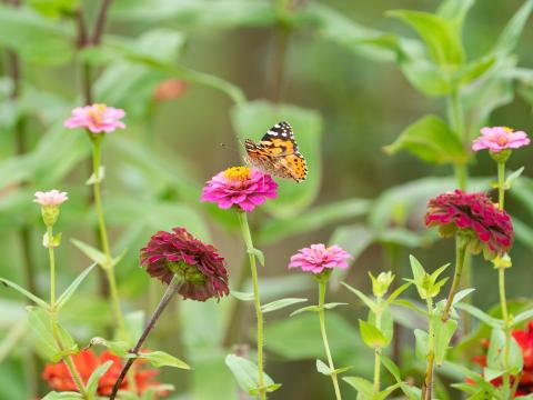 Butterfly Flowers Marigolds Macro