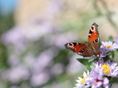 Butterfly Flowers Plant Macro