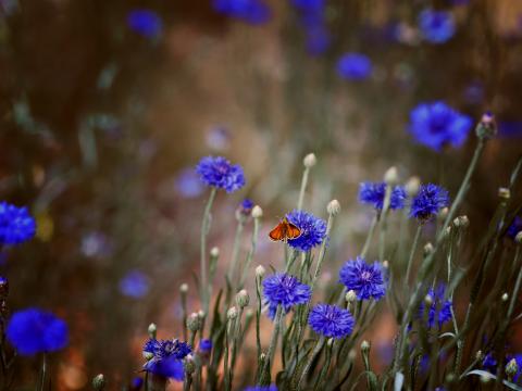 Butterfly Insect Cornflowers Flowers Macro