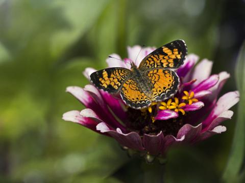 Butterfly Insect Flower Petals Plant Macro