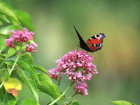 Butterfly Insect Flowers Plant Macro Focus