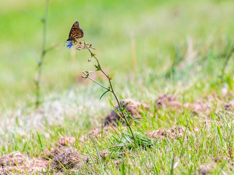 Butterfly Insect Grasses Plant Macro