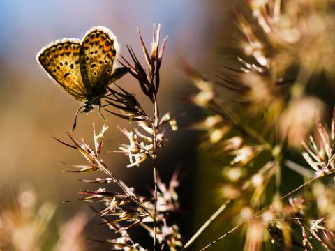 Butterfly Insect Plants Macro