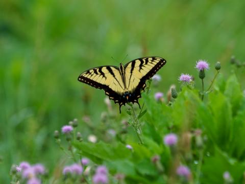 Butterfly Insect Plants Macro Blur