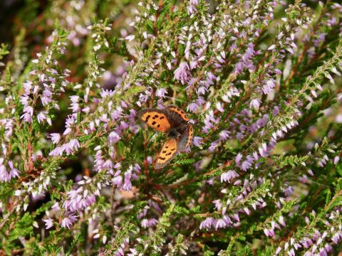 Butterfly Wings Insect Flowers Branches Macro