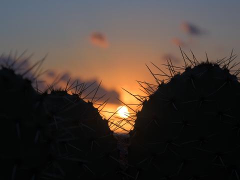 Cacti Silhouettes Sun Sunset Dark