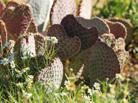 Cactus Flowers Plants Macro