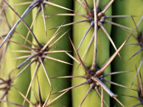 Cactus Needles Plant Macro Green