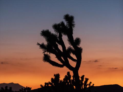 Cactus Plant Silhouette Sunset Dark