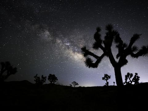 Cactus Silhouette Night Stars Dark
