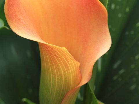 Calla Flower Orange Plant