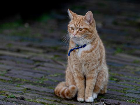 Cat Animal Pet Brown Collar