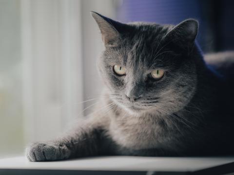 Cat Pet Animal Glance Gray