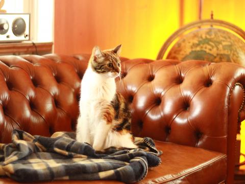 Cat Pet Glance Sofa