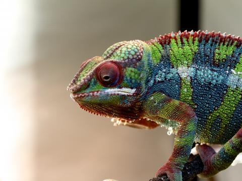 Chameleon Lizard Reptile Colorful