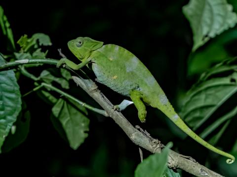 Chameleon Reptile Lizard Branch Green