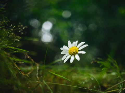 Chamomile Flower Petals Macro Green