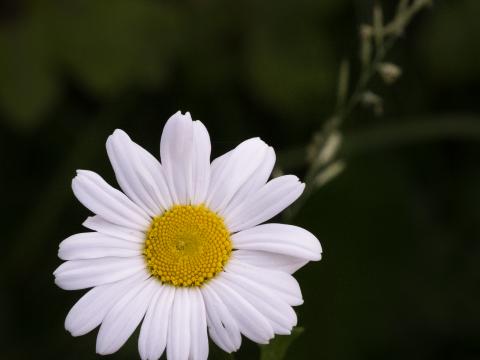 Chamomile Flower Petals Plant Macro