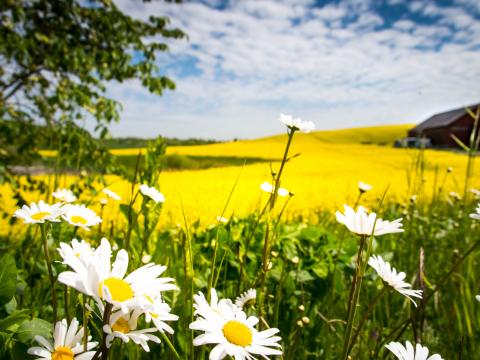 Chamomile Flowers Field Landscape